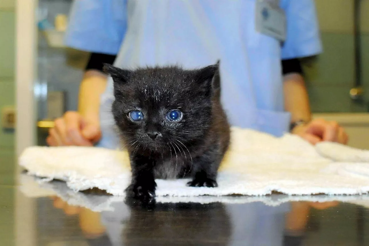 Scandalo all'Ospedale Parini: Medico Radiologo esegue TAC sul Gatto