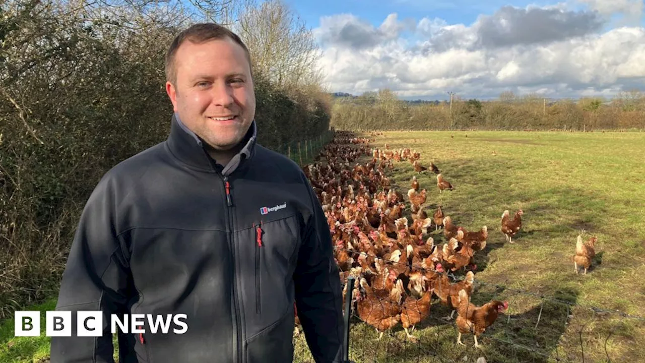 Farmer Urges Stricter Bird Flu Rules to Protect Free-Range Hens