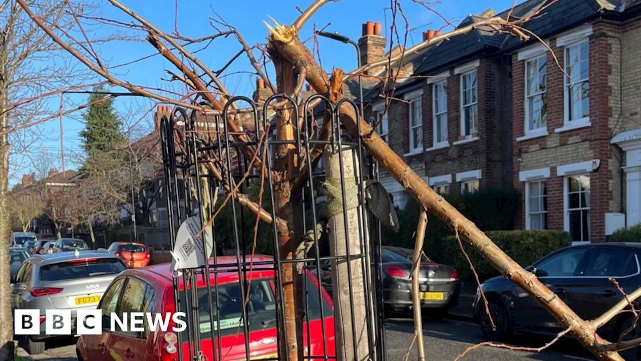 East London Residents Urged To Share Footage After Wave Of Tree Vandalism