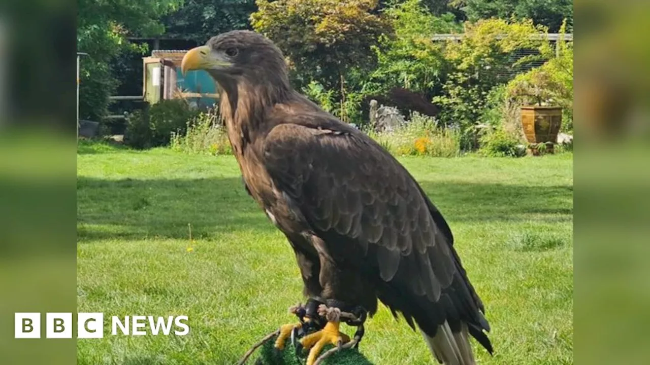 Missing Sea Eagle Kali Returns Home After 21 Days