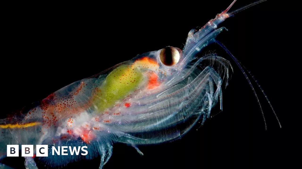 Scientists to Count Antarctic Krill From Space Using Seawater Color