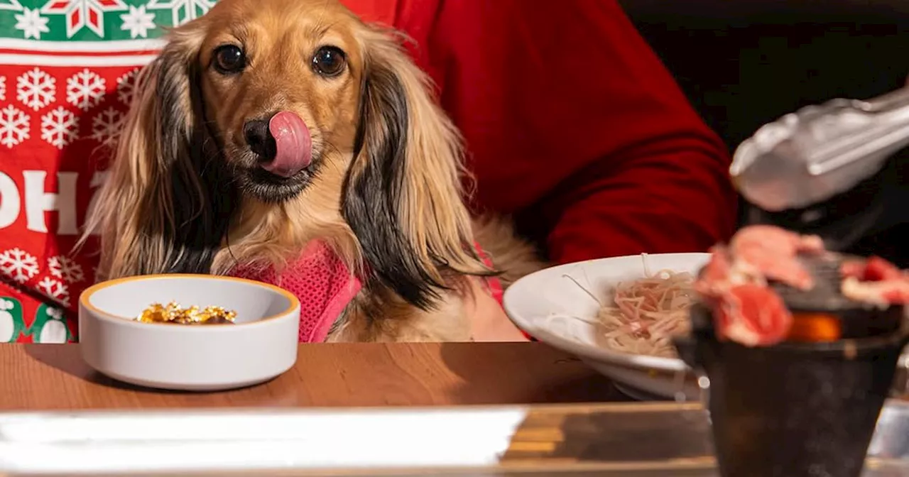 Toronto Restaurant Introduces Pup-Friendly Menu