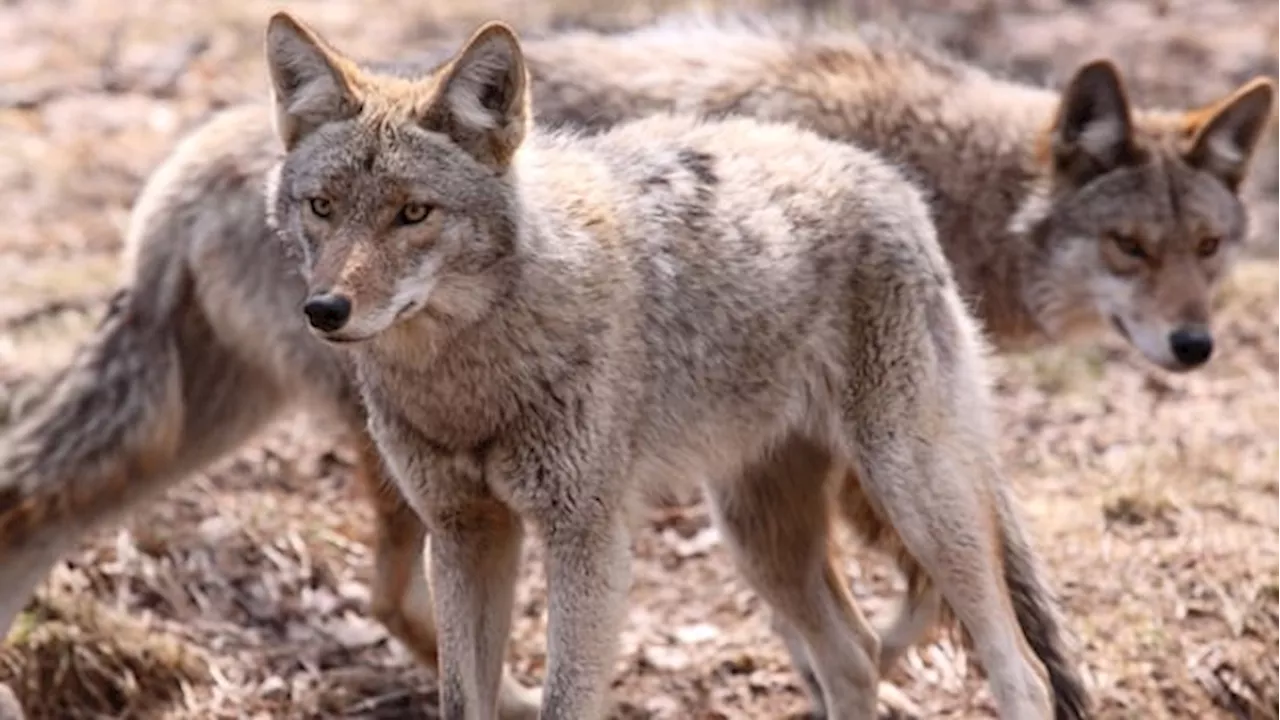 Coyotes attacking Toronto dogs should be killed, not relocated, expert says