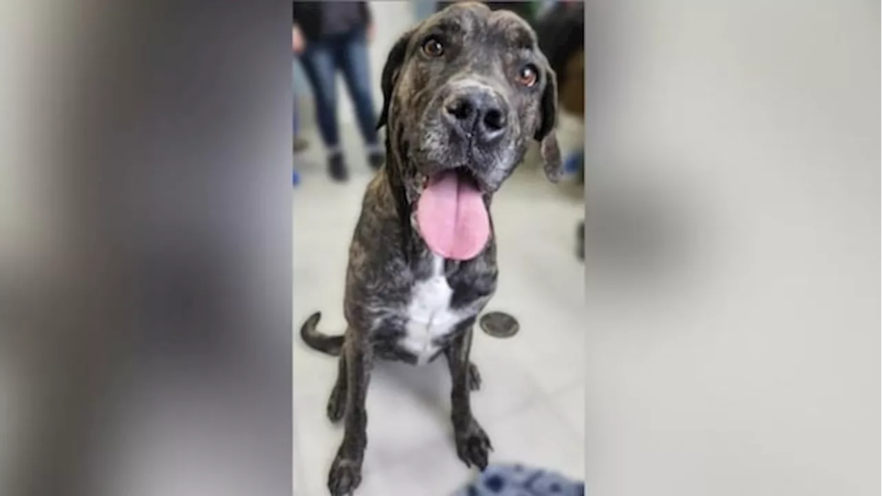 Dog Abandoned in Georgina Park, Police Seek Suspect