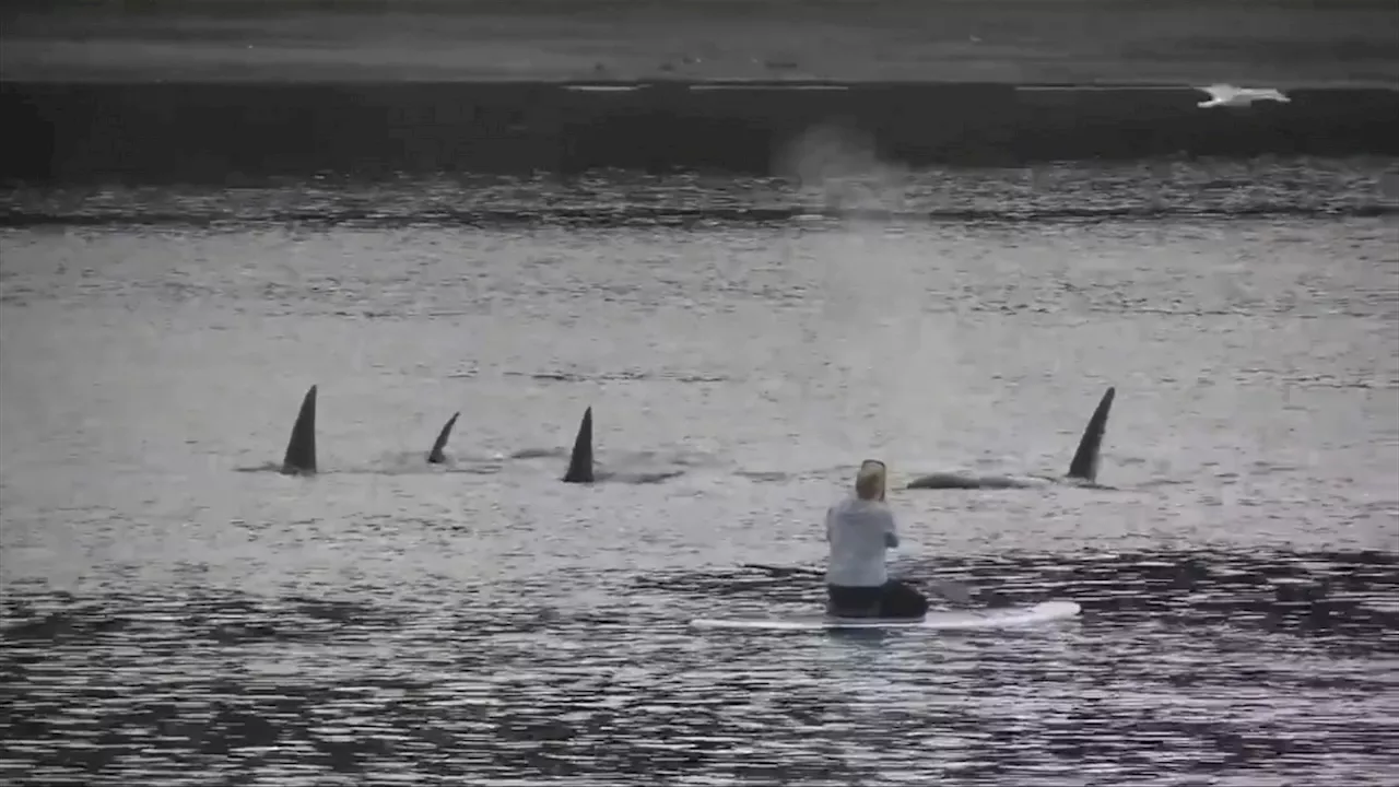 Paddleboarder Fined for Approaching Orcas Too Closely