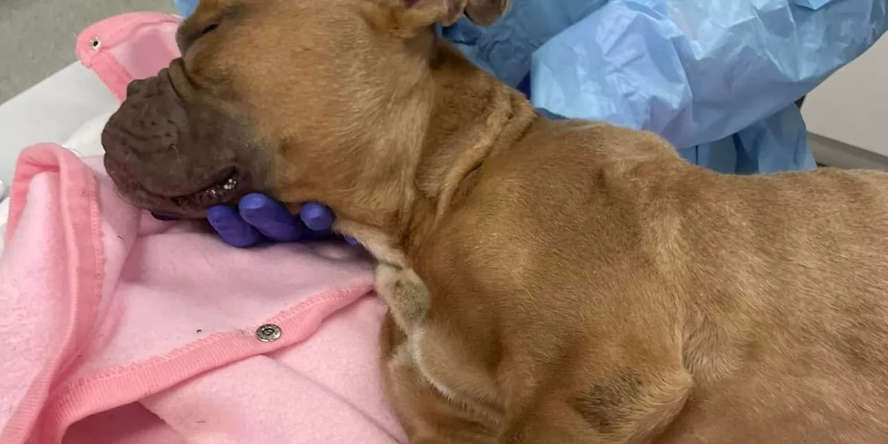 2 Euclid residents to face judge for death of ‘completely emaciated’ dog chained in garage