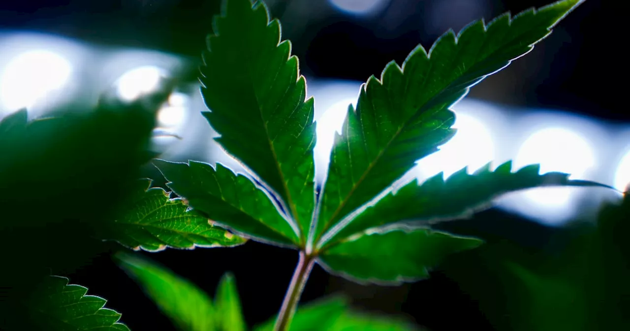 Cannabis Clones on Display Amidst News of Drug Death Decline, Rental Car Price Disputes, and Manitoba's Infrastructure Investment