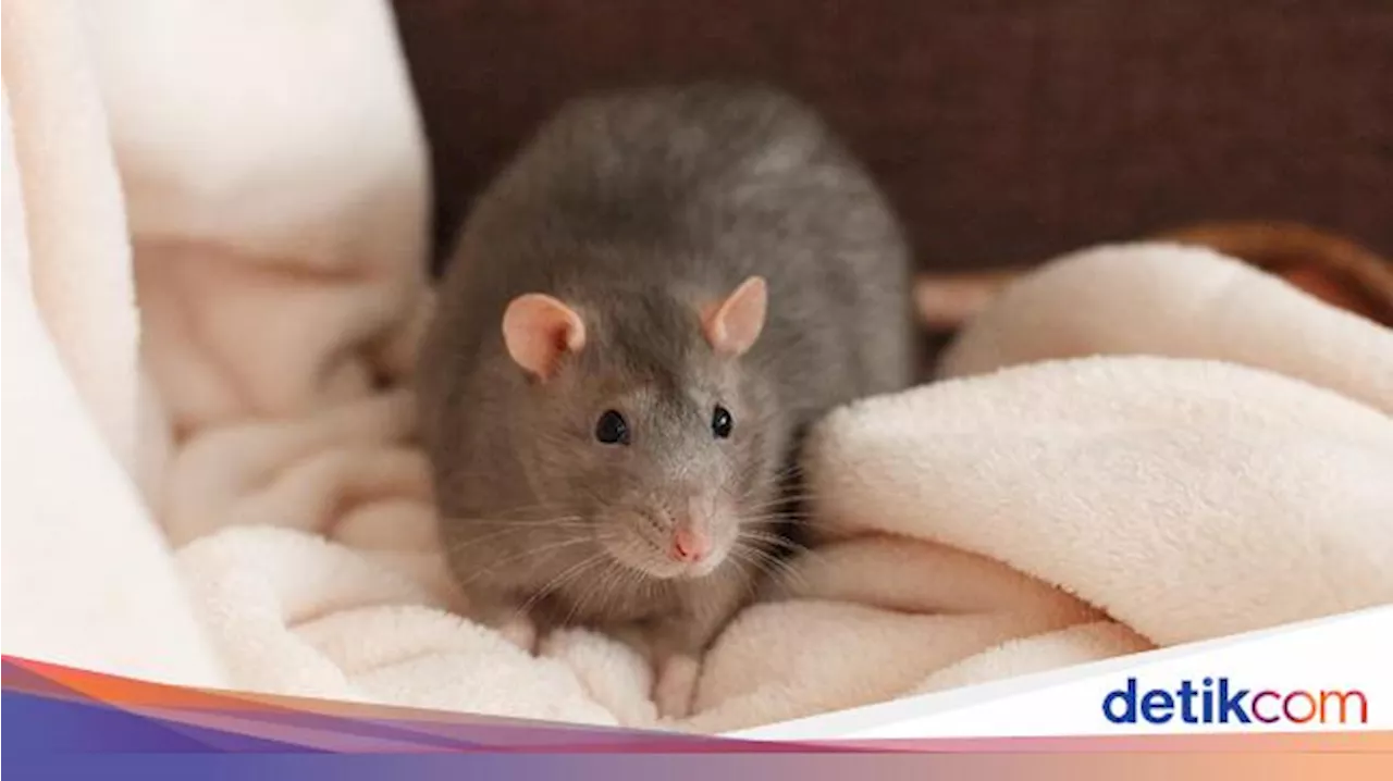 Cara Mencegah Tikus Masuk Rumah