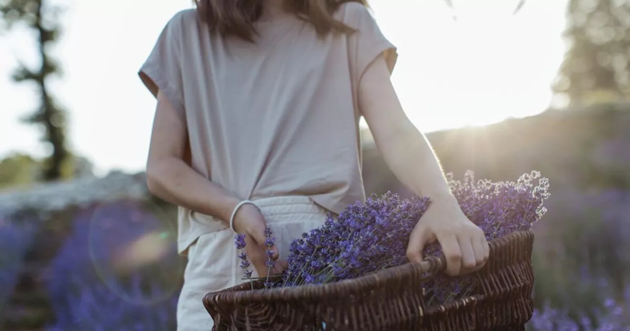 La lavanda: proprietà, usi e coltivazione