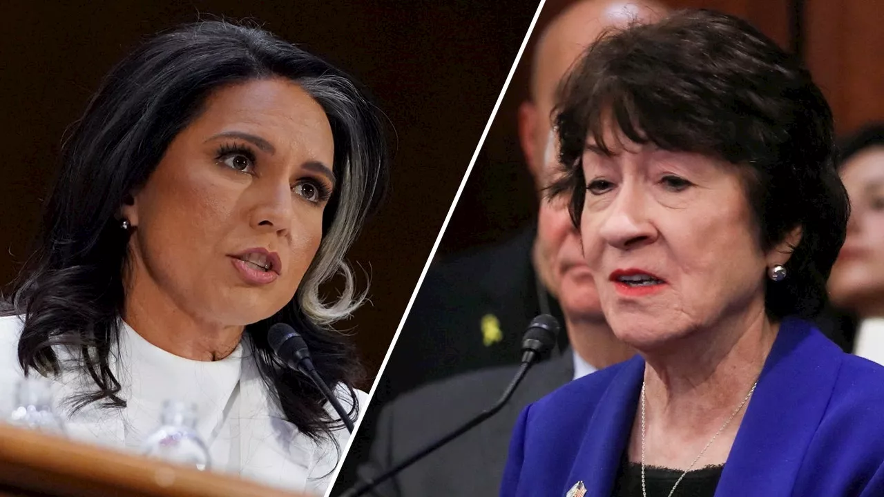 Collins Backs Gabbard for DNI, Boosting Nomination Prospects