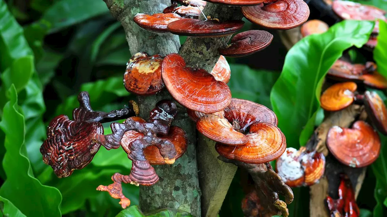 Il Fungo dell'Immortalità: Benefici e Proprietà del Reishi