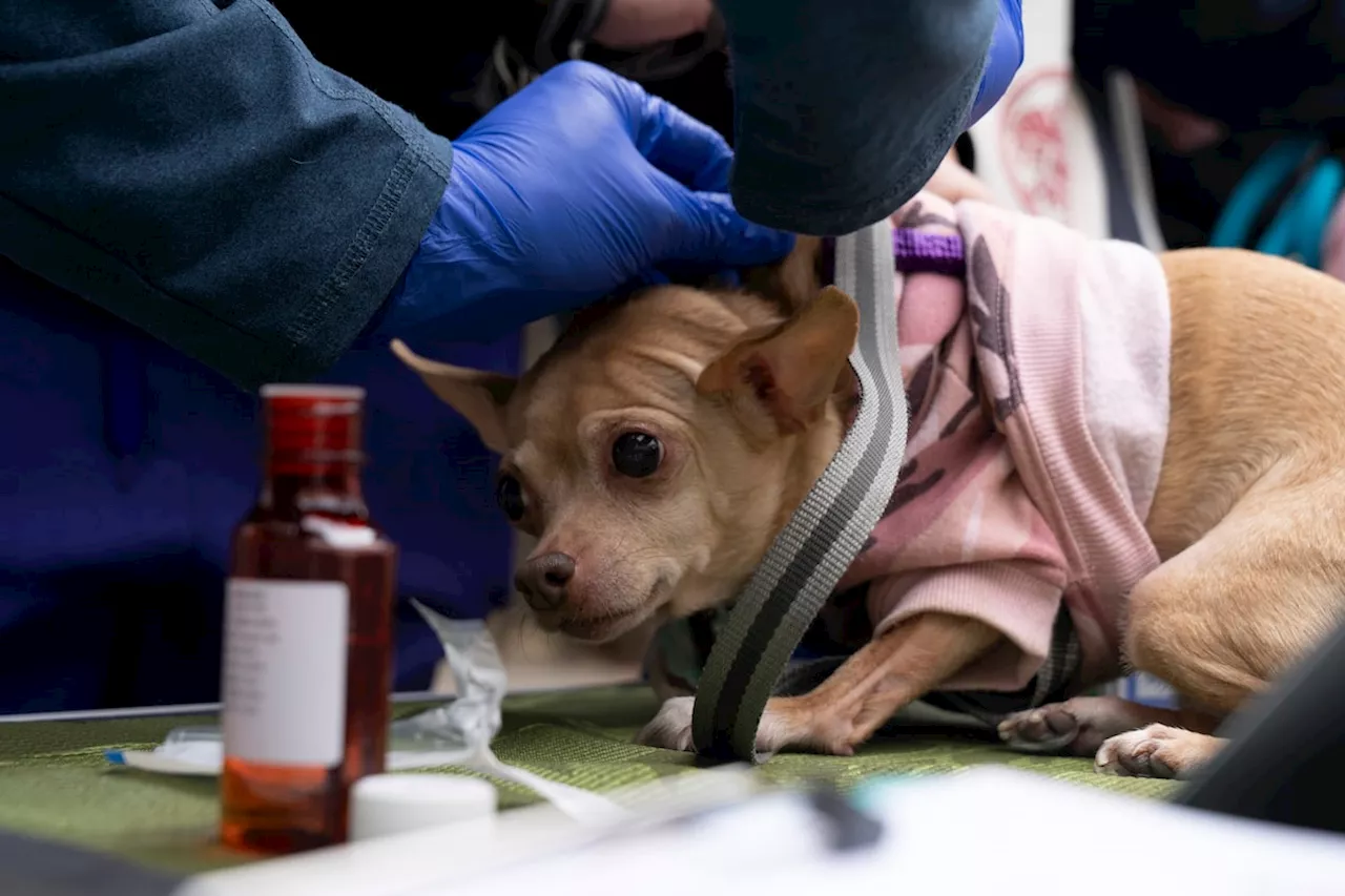 Dogs sit and stay to get vaccinated against parvovirus at San Francisco free clinic