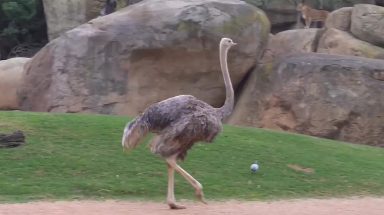 Bioparc Valencia se une a la lucha por salvar al avestruz de cuello rojo