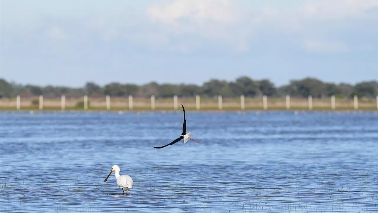 Citan como investigado a un nieto de la Duquesa de Alba en una causa sobre pozos en Doñana