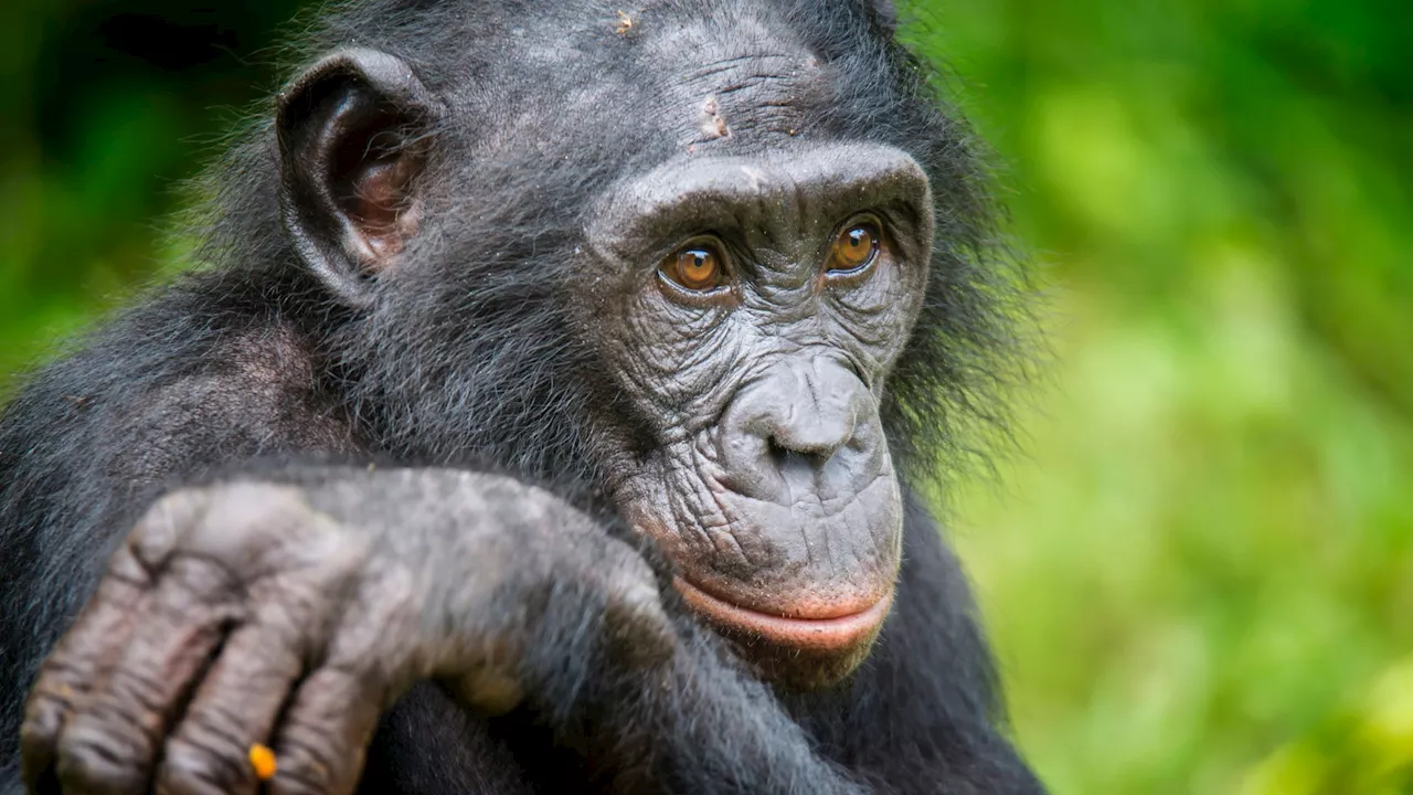 Apes Show 'Theory of Mind,' Bridging Knowledge Gaps