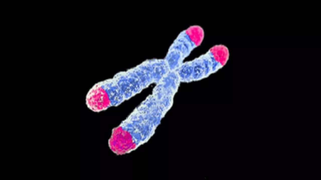 Genetically Engineered Mice With Human Telomeres May Accelerate Anti-Aging Research