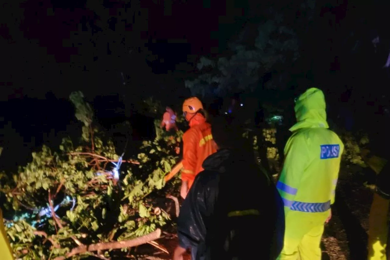 Pohon Tumbang Sebabkan Jalan Pantura Situbondo Macet Total