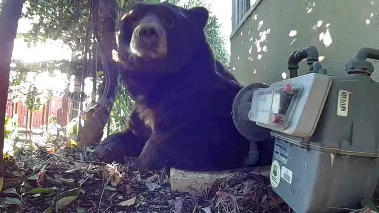 California Wildfire Survivor Finds a 500-Pound Bear in His Crawlspace