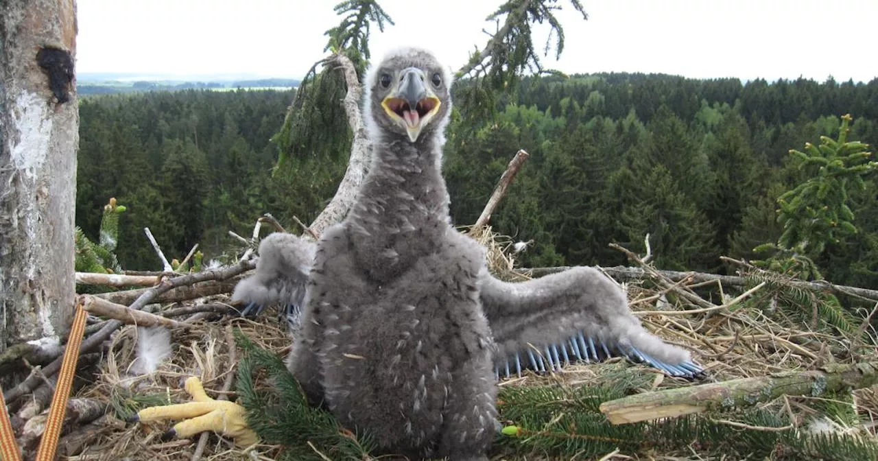 Neuer Höhenflug für Seeadler: Bereits 90 Brutpaare in Österreich