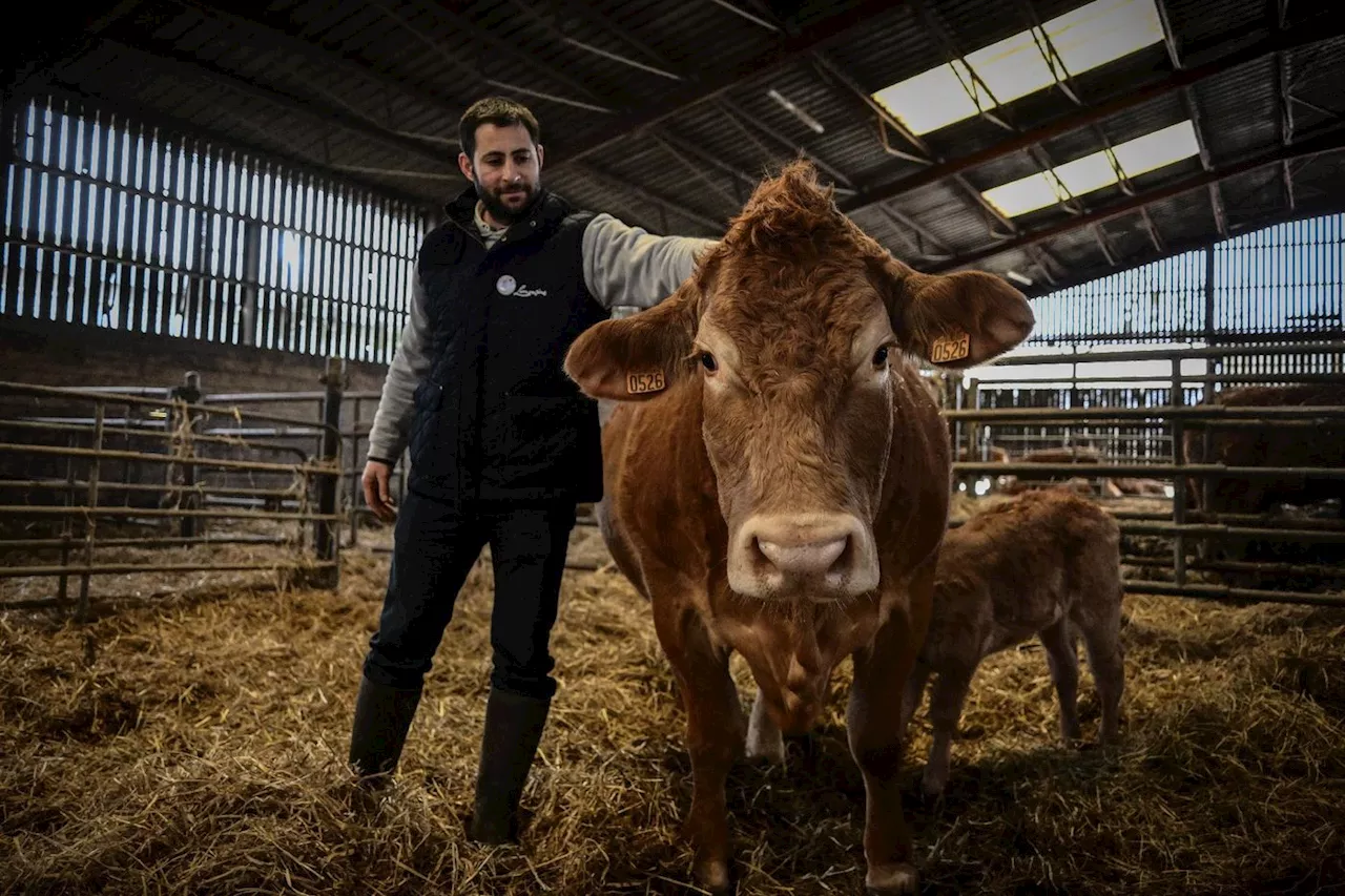 L'éleveur d'Oupette, vache Limousine star du Salon de l'agriculture