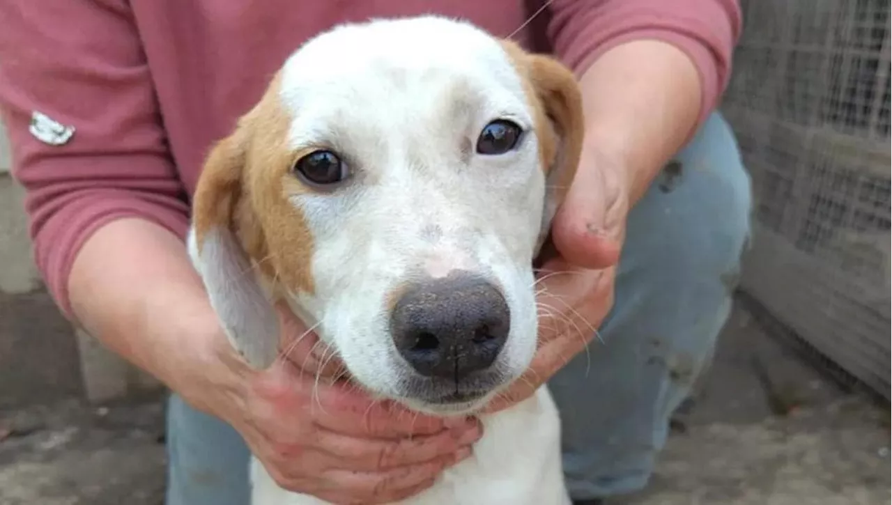 Lola, una cucciola pronta ad amare