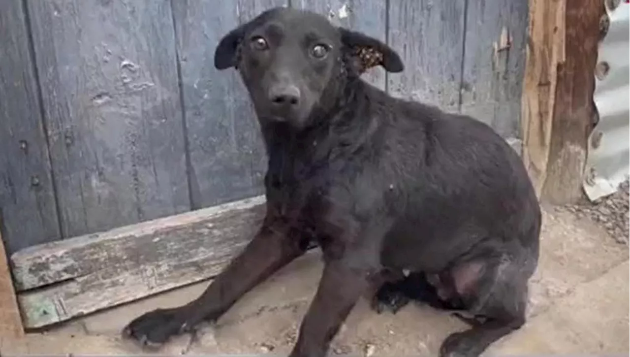 Un cane abbandonato trova l'amore e una nuova casa