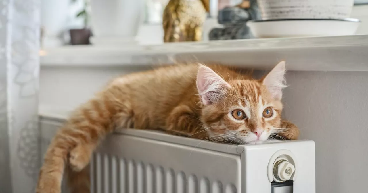 L'Écosse Répudie les Confinements des Chats