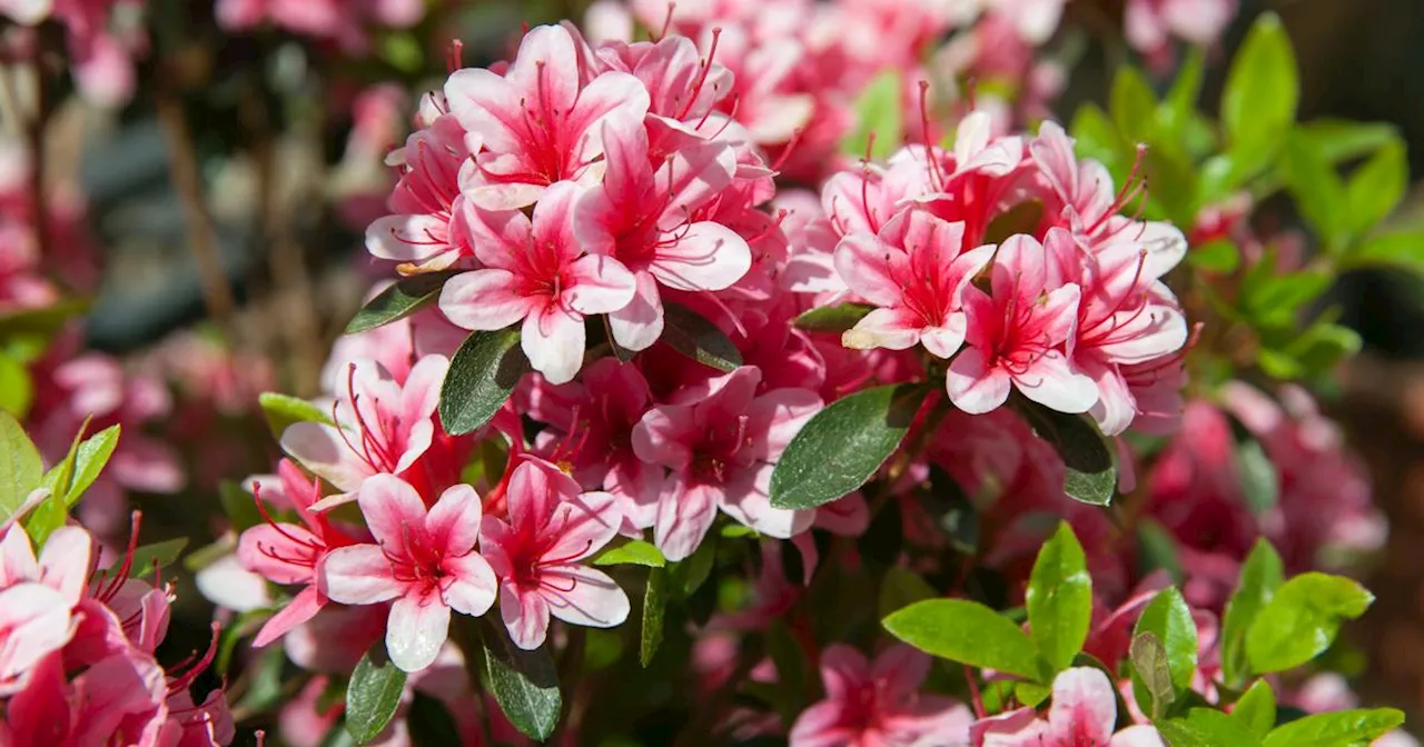 Vos azalées ne fleuriront pas de sitôt si vous commettez cette erreur