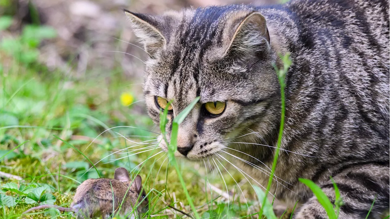 Écosse : Le gouvernement dément toute intention d'interdire les chats