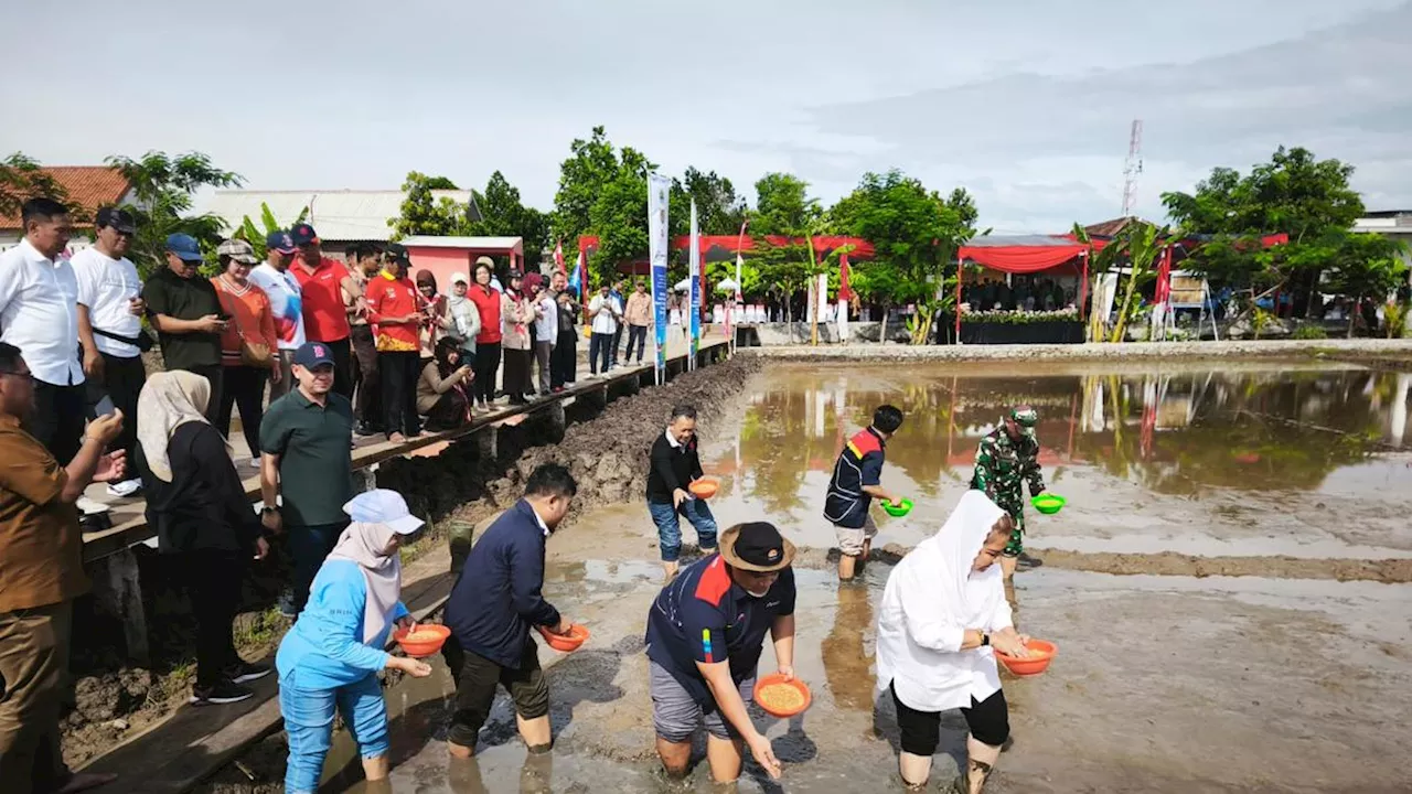 PGN Manfaatkan Lahan Rob untuk Budidaya Padi Biosalin