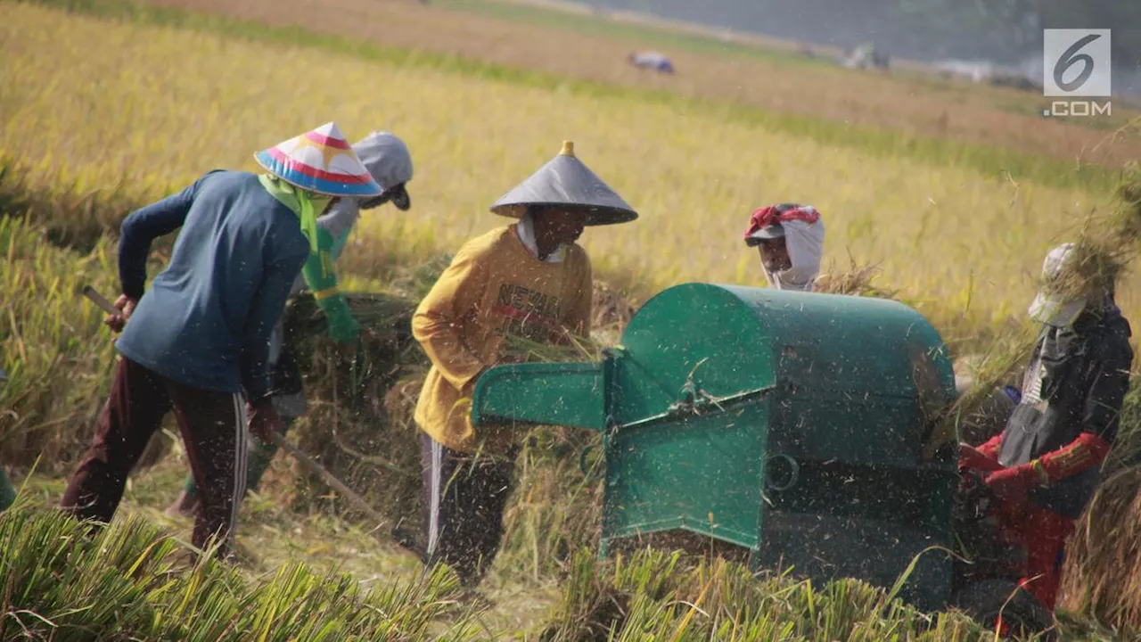 Tak Serap Gabah Petani Seharga Ini, Kepala Bulog Daerah Siap-siap Dicopot