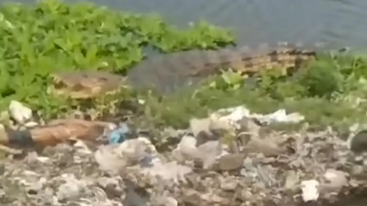 Viral Video Buaya di Belakang TPA Antang, Warganet Colek Akun Wali Kota Makassar