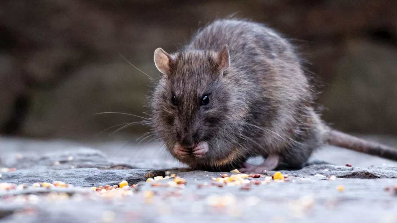 Climate Change Fuels Rise in Urban Rat Populations