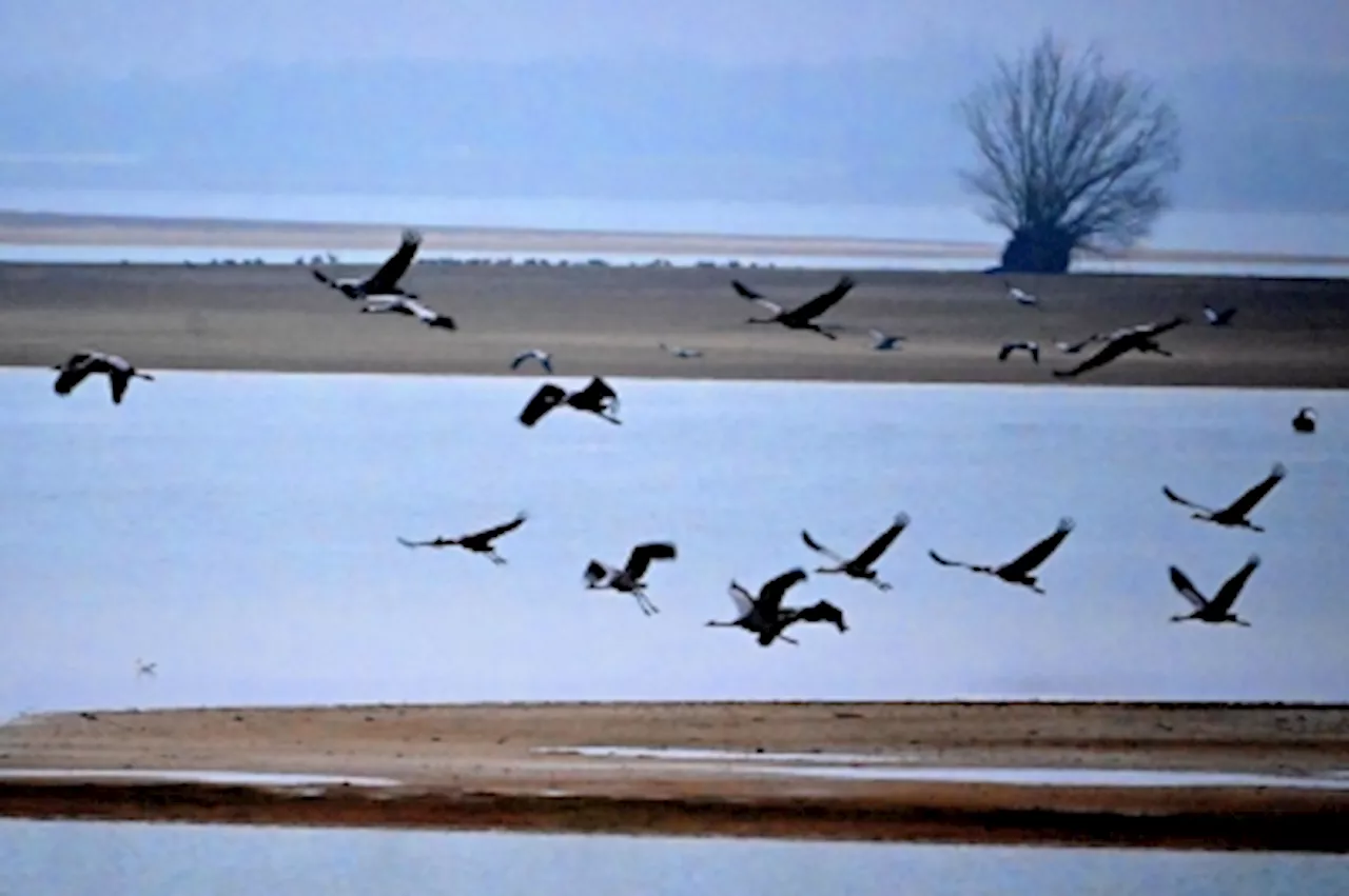 Global Warming Turns French Reservoir into Bird Haven