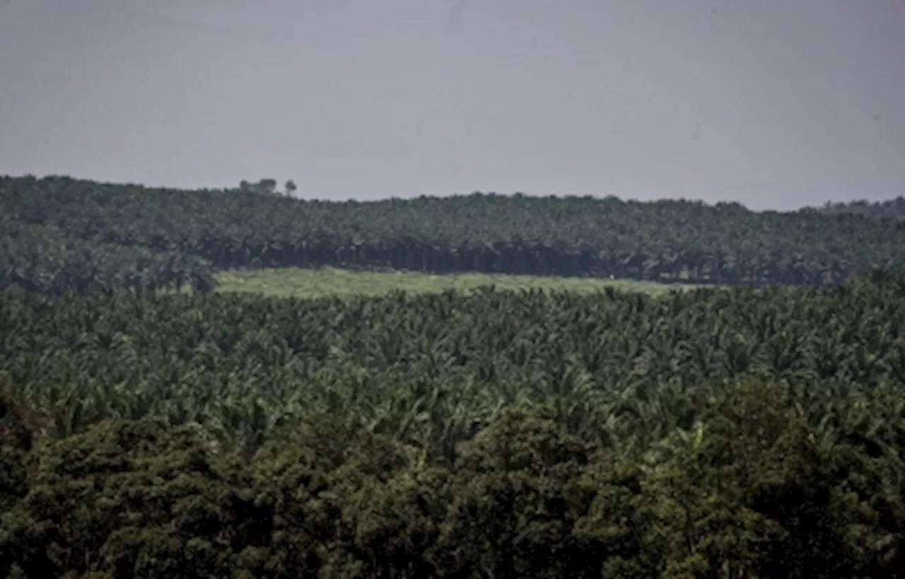 Human skeleton found in Port Dickson plantation, police rule out foul play