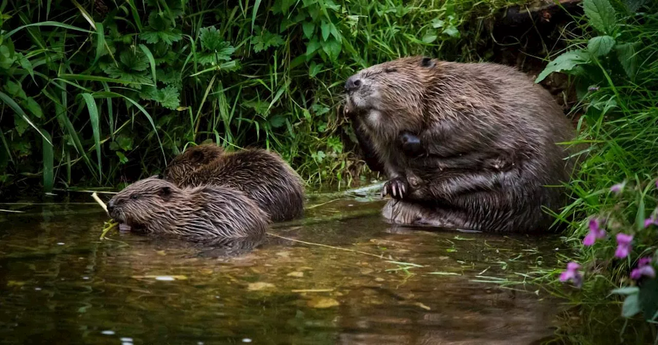 Beavers Build Dams, Outpacing Government Project and Saving Millions