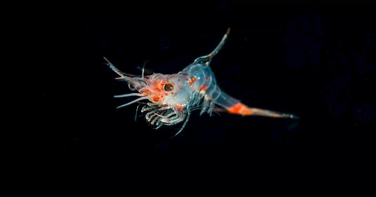 How scientists are counting tiny critically important sea creatures from space