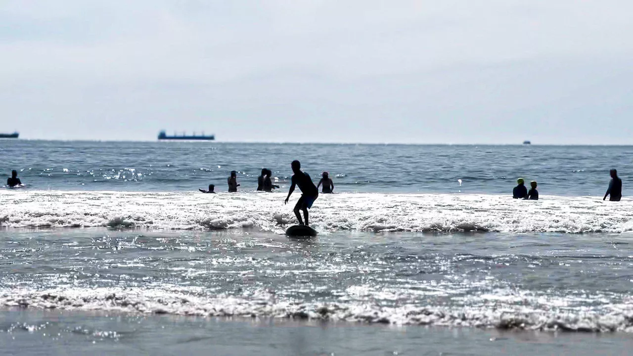 Manzanillo: La Capital Mundial del Pez Vela