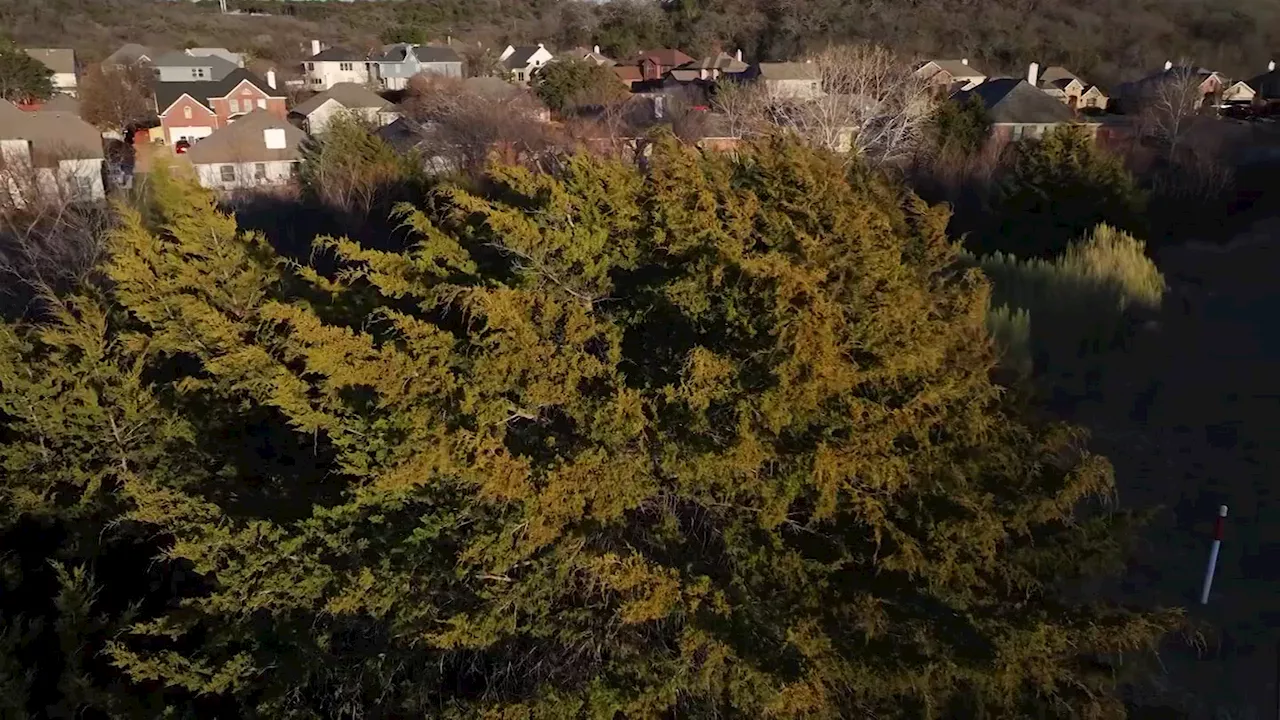 Cedar Fever Season Peaks in North Texas as Warmer Weather Arrives