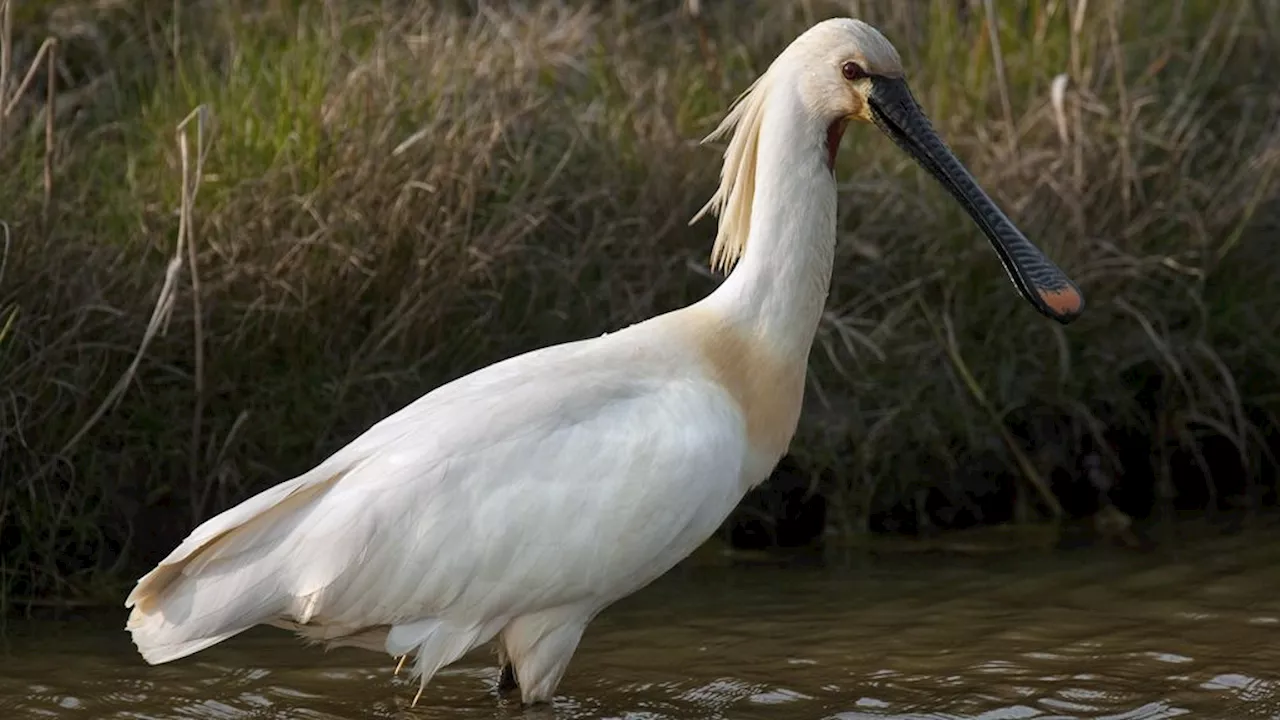 Winterse lepelaars laten zien hoe klimaatverandering de vogeltrek verandert