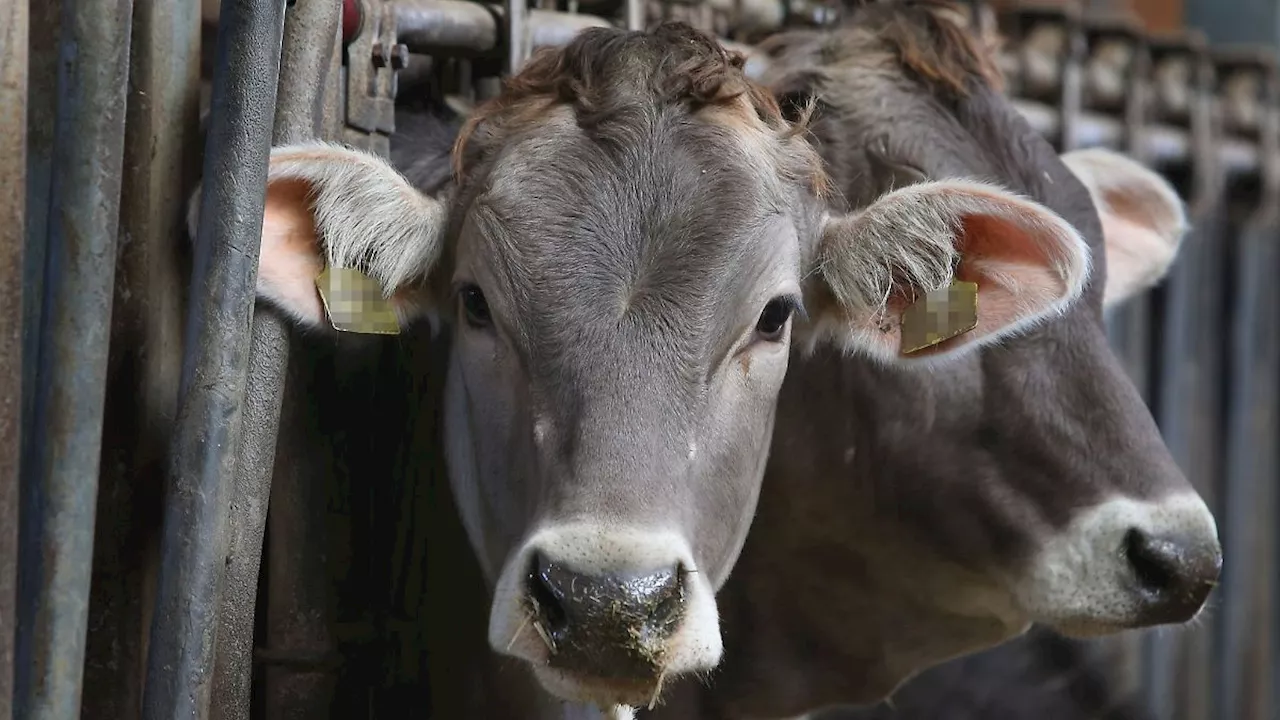 Entspannung für bayerische Landwirte nach Maul- und Klauenseuche-Ausbruch in Brandenburg