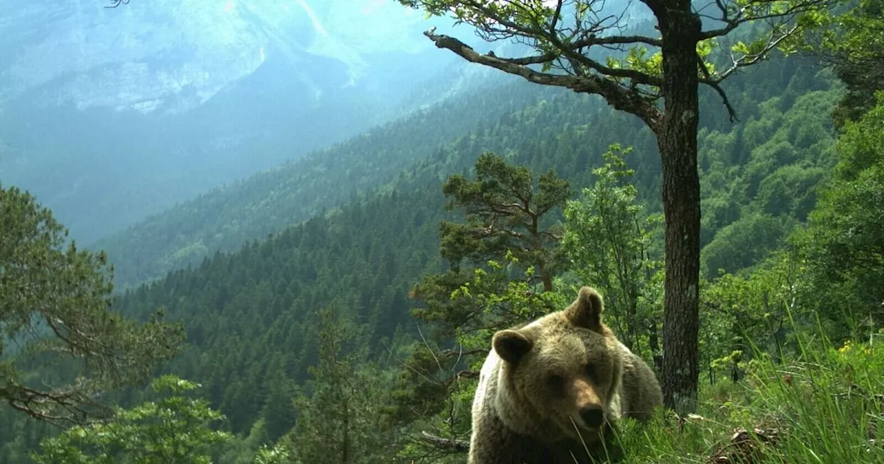 Bären im Trentino: Erst geholt, dann geschossen