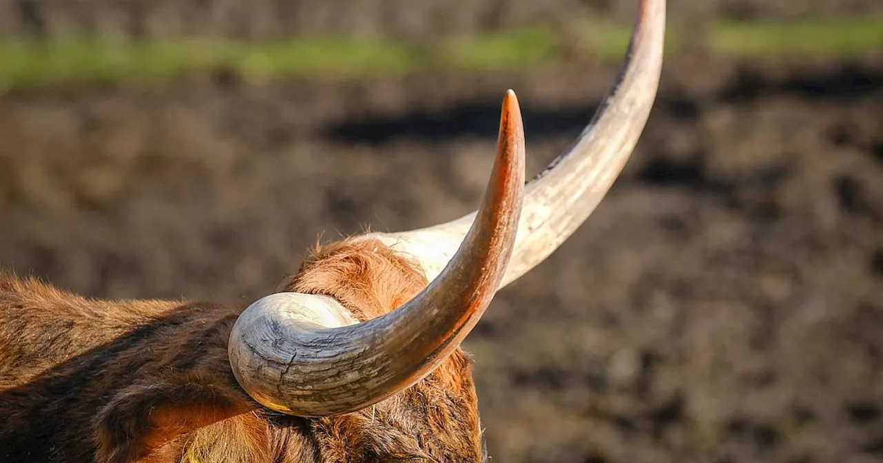 Exotische Tierart wird zur neuen Attraktion für Bielefelder Wanderer