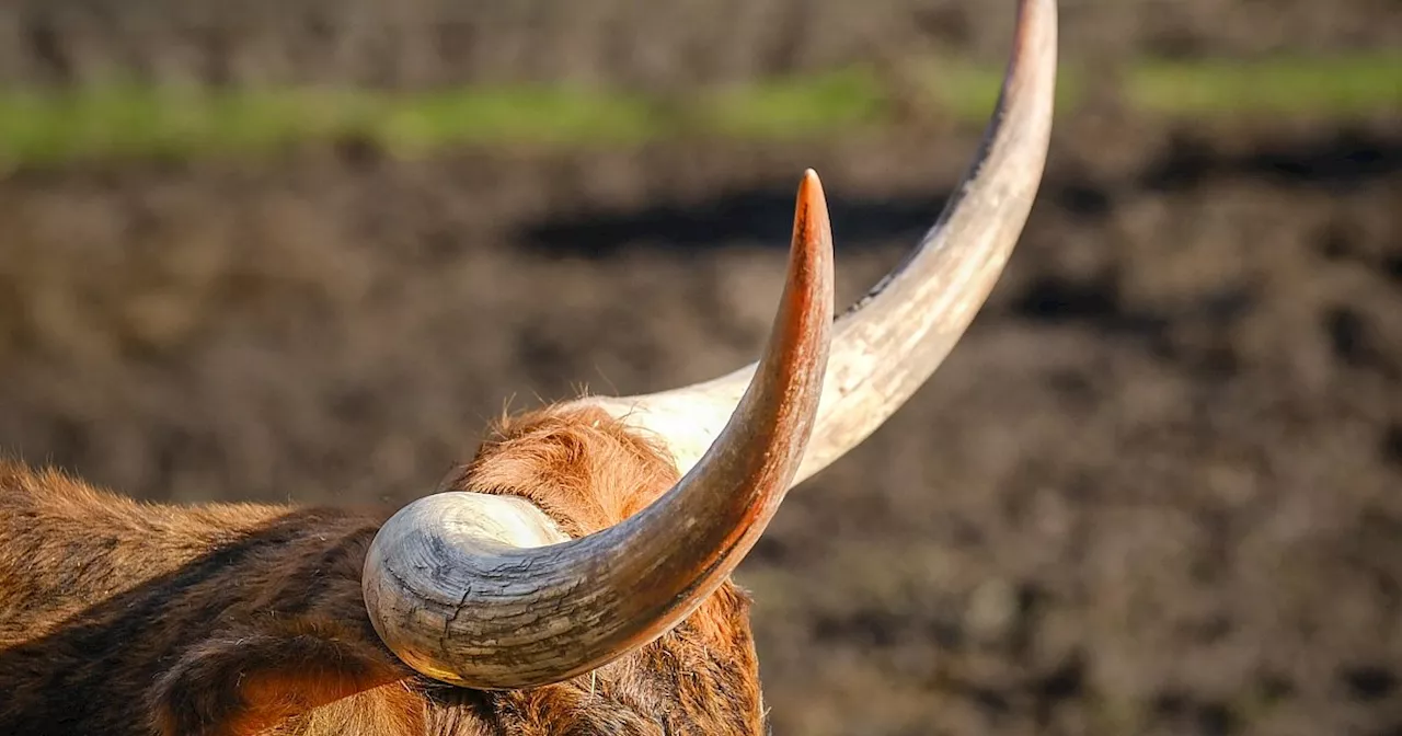 Neue Attraktion in Bielefelder Wandergebiet: Exotische Tierart lebt im Teuto