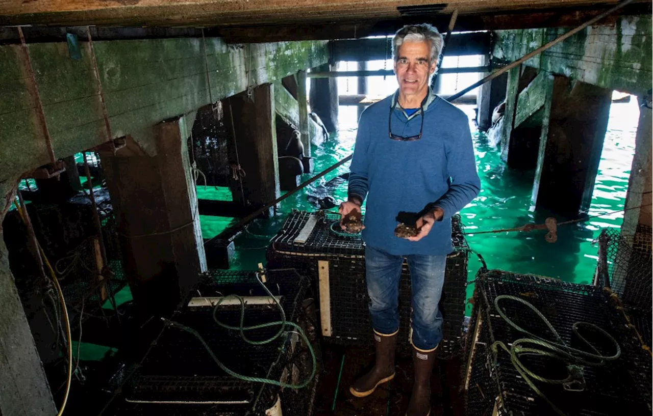 California's Last Abalone Farm Fights to Preserve a Culinary Treasure