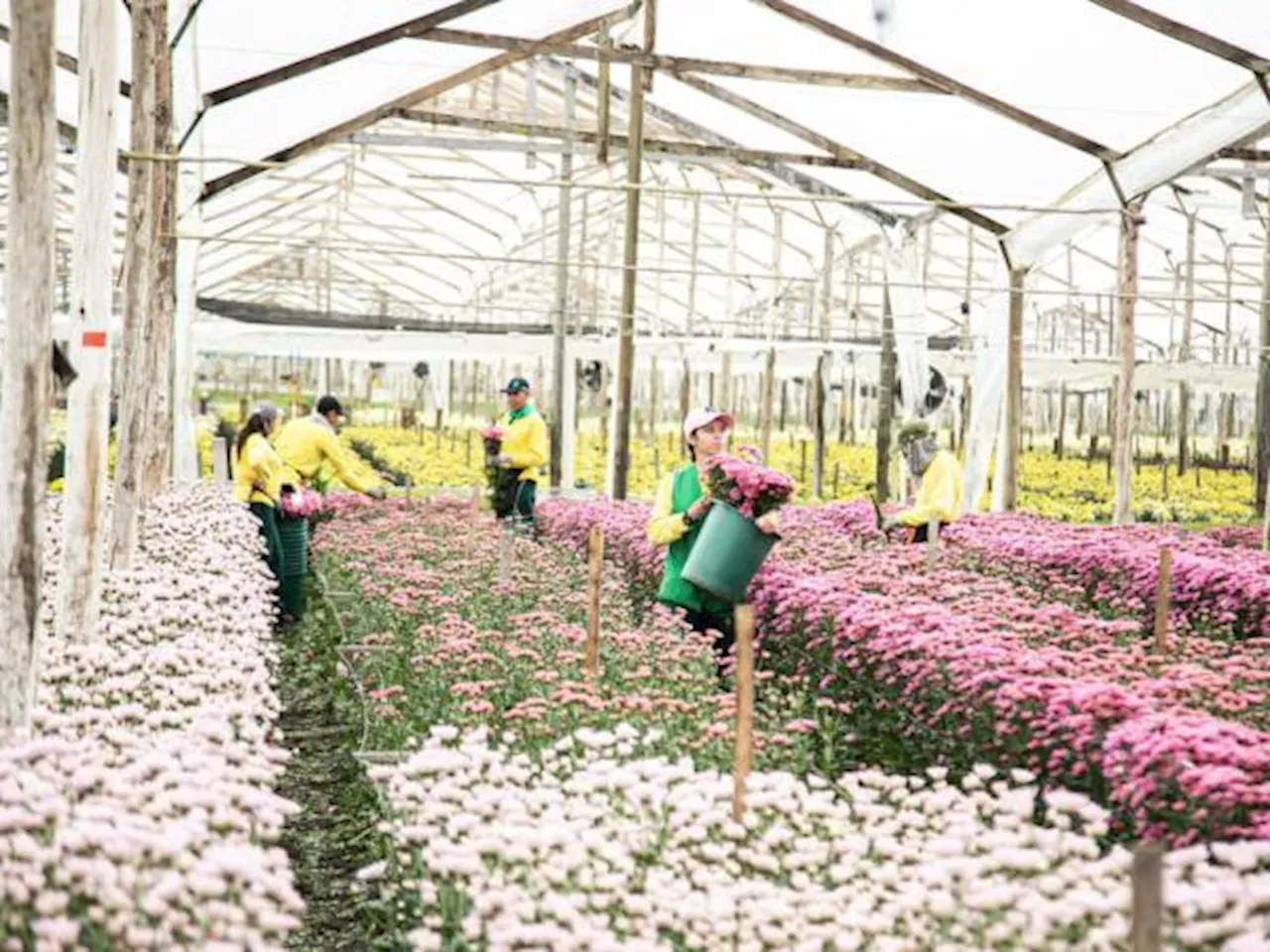 Colombia enviará más de 900 millones de flores a Estados Unidos para San Valentín