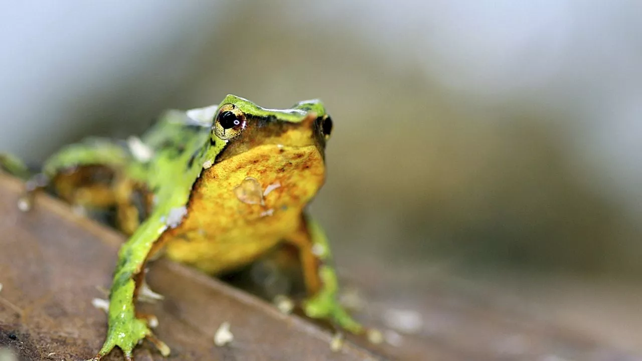 Nace Esperanza: 33 Ranas de Darwin en Peligro de Extinción Nace en el Zoológico de Londres