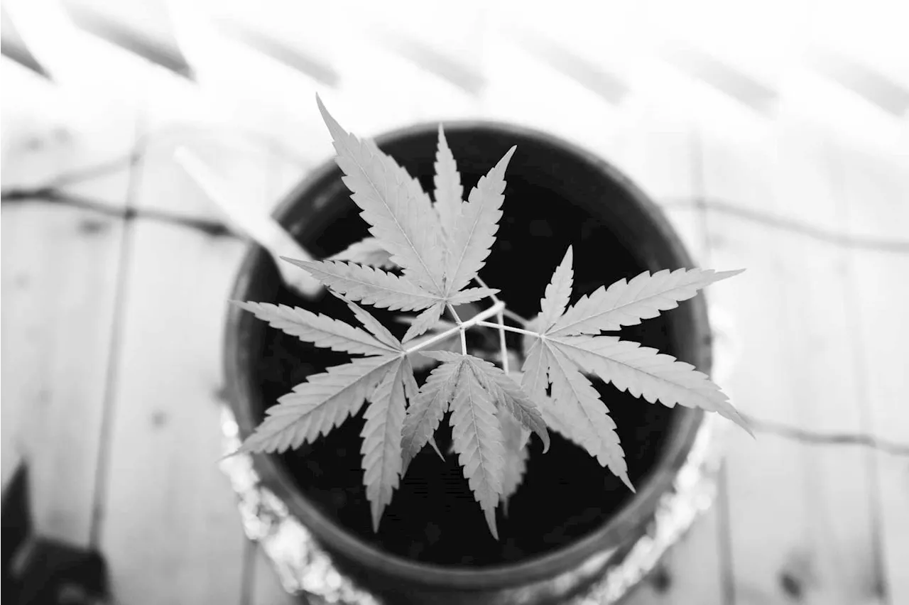 Cannabis Industry Trends: From Home Growing to Global Expansion