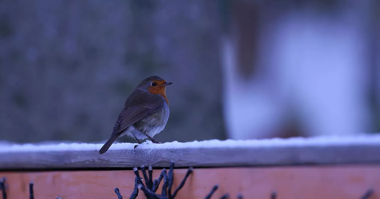 Ireland to Experience Sub-Zero Temperatures and Frosty Conditions This Week