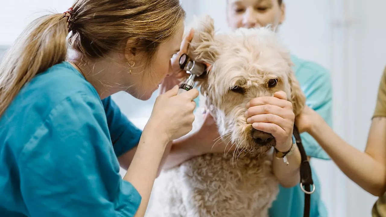 Tierarztkosten: So teuer wird es, die Gesundheit Ihres Haustieres sicherzustellen